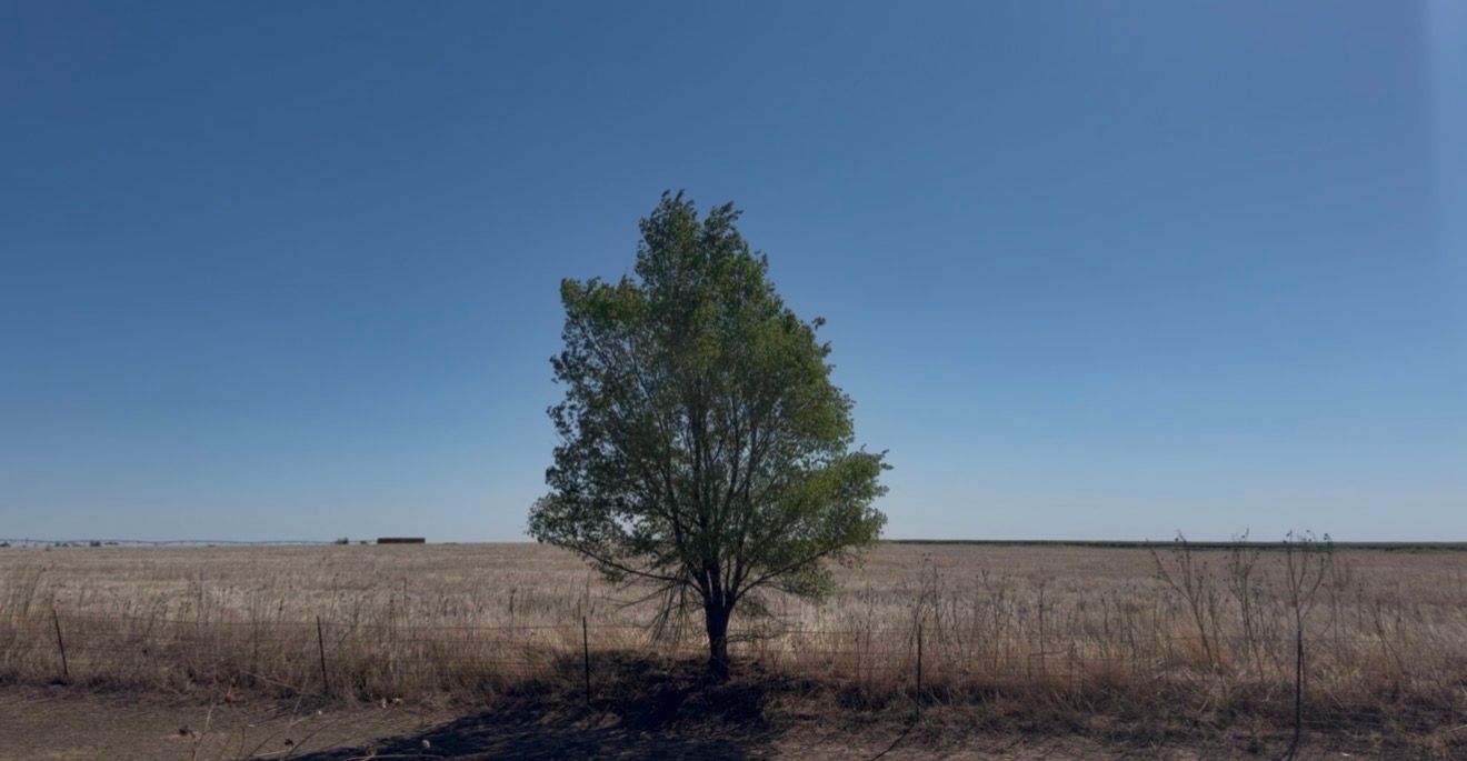 A solitary green tree stands alone in a vast dry grassland under a clear blue sky.