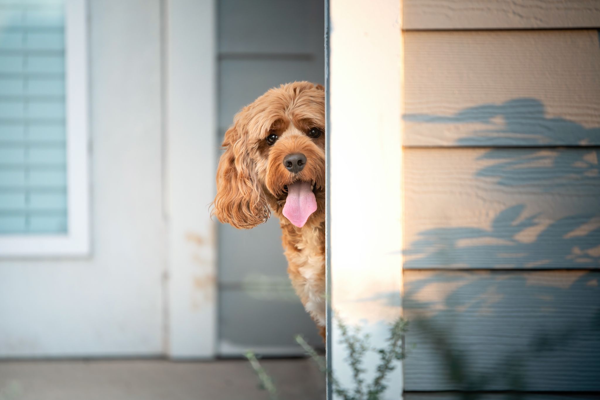 A fluffy golden Goldendoodle dog peeking around the corner of a house with tongue out.