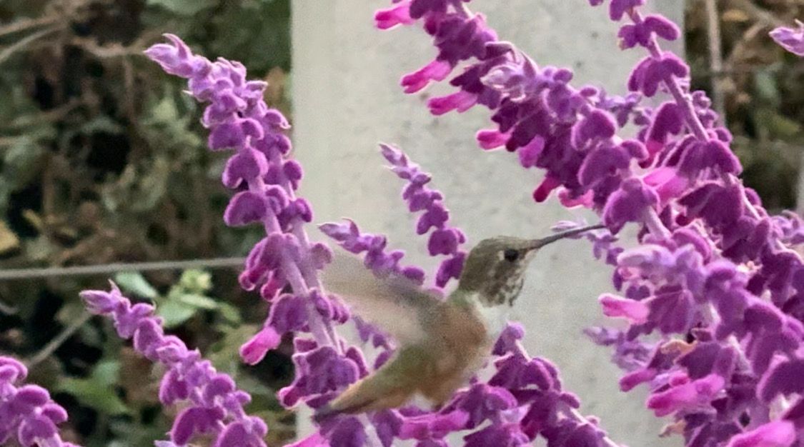 A hummingbird hovers among vibrant purple salvia flowers in a lush garden setting.