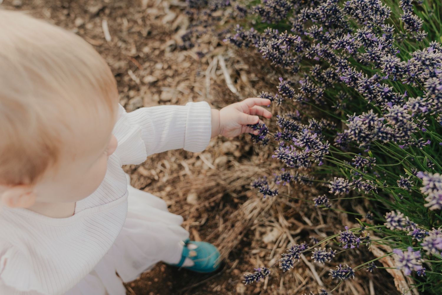 A toddler in a white outfit reaches out to touch purple lavender flowers in a garden.