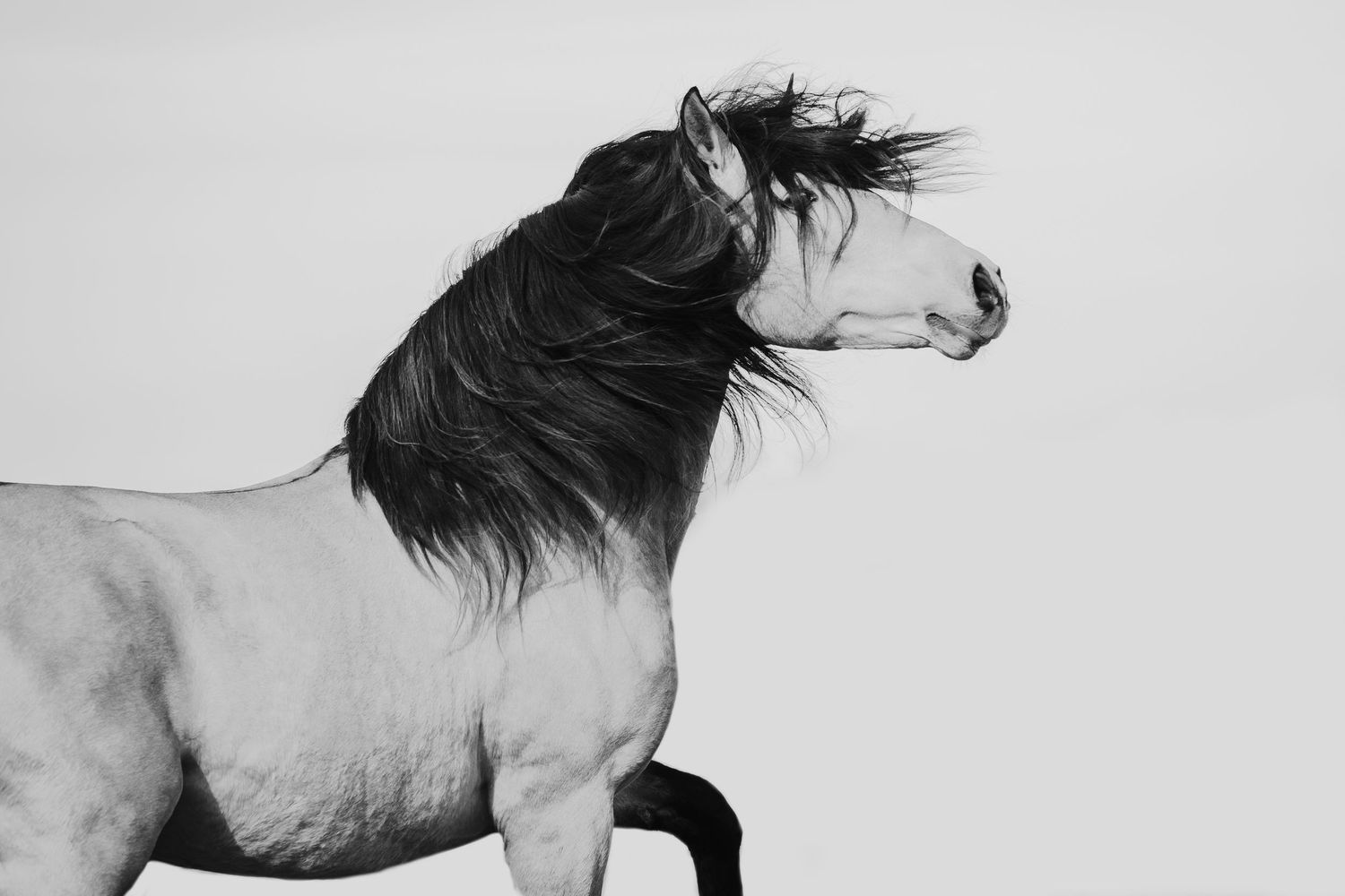 Black and white photo of a majestic horse with flowing mane, rearing up against a light background.