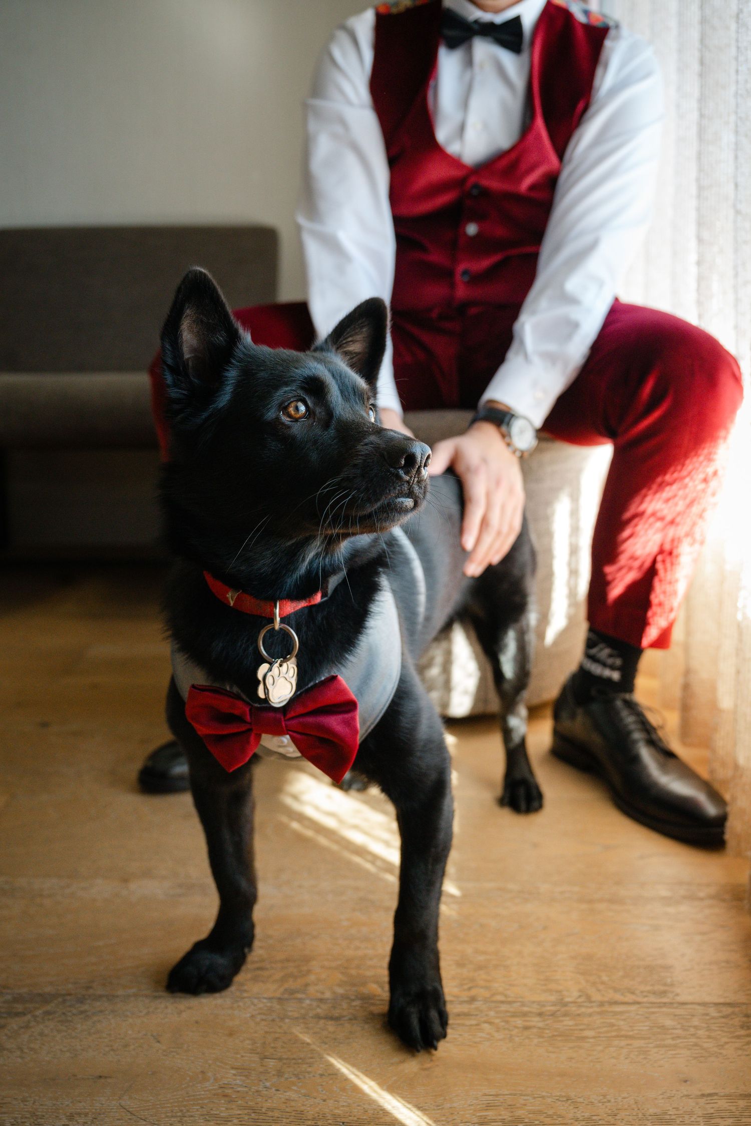 Person in formal attire with red vest sits on wooden floor with black dog in bright sunlit room.