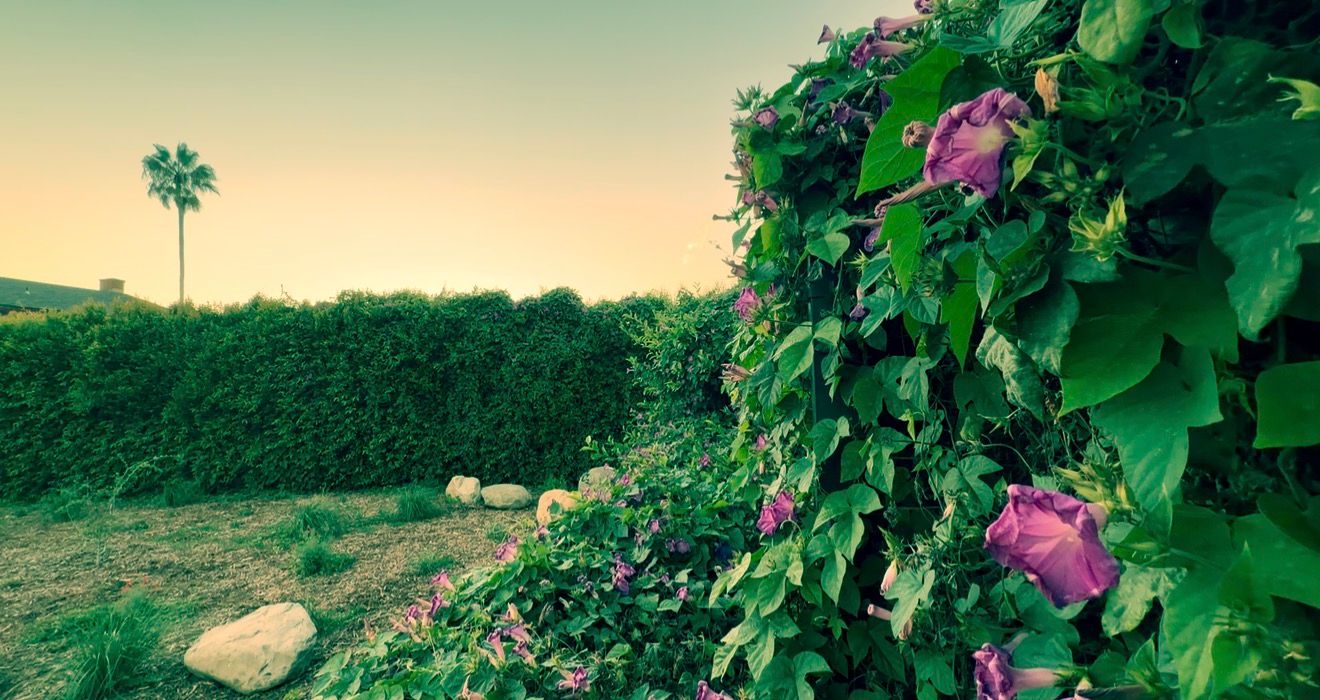 Lush green hedge with vibrant purple morning glory flowers blooming at sunset, with a palm tree in the background.
