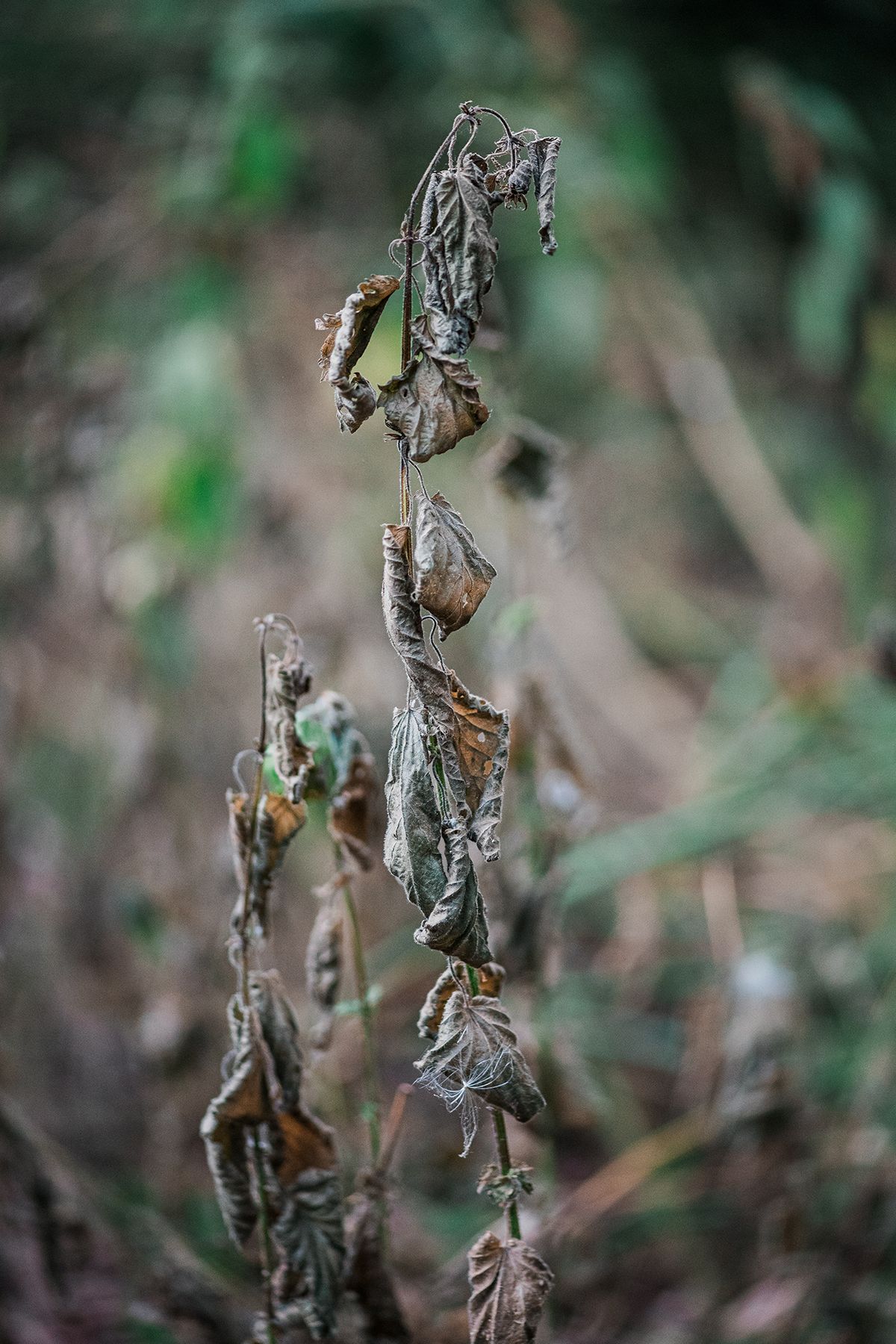Starling chaos in a suburban garden by fine art nature photographer Kathryn Hopkins.