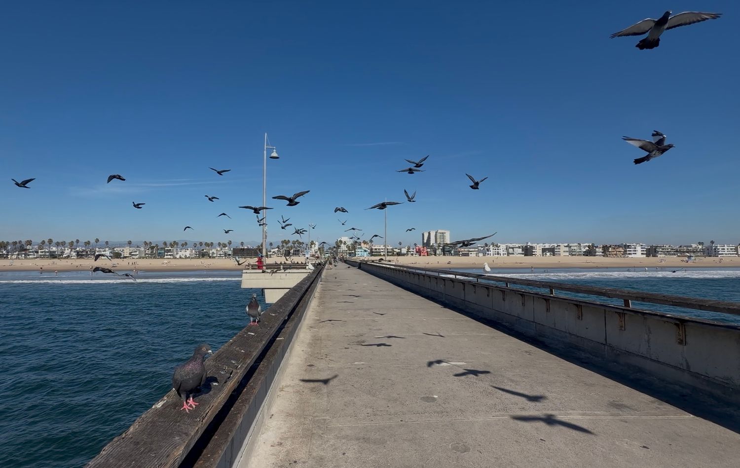 Seagulls and pigeons fly over a concrete ocean pier under a clear blue sky, with a sandy beach and coastal city skyline in the distance.