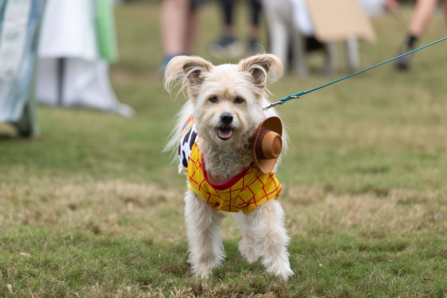 A small fluffy dog wearing a Woody from Toy Story costume stands on green grass while on a blue leash.