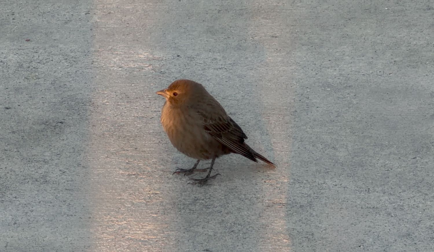 A small brown robin bird standing on a gray pavement surface, illuminated by warm golden sunlight.