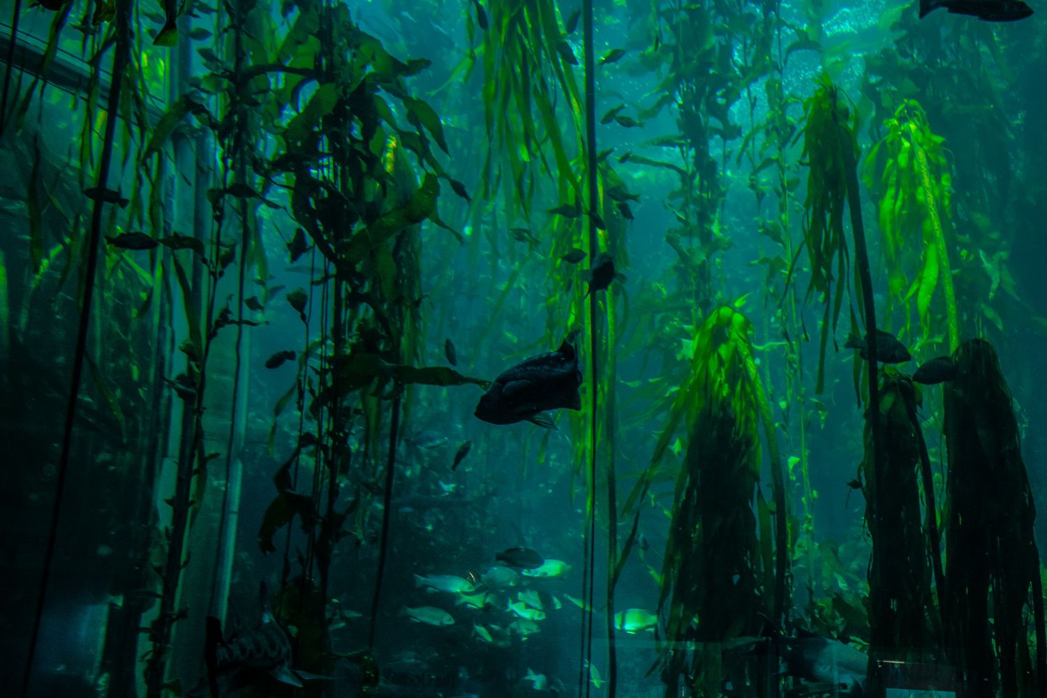 Ethereal underwater forest scene with kelp and fish silhouettes in mystical blue-green lighting.