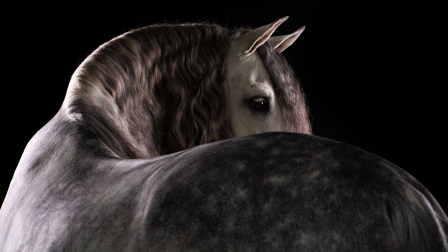 Unieke Equine Fine Art foto's van paarden, perfect als kunst in huis