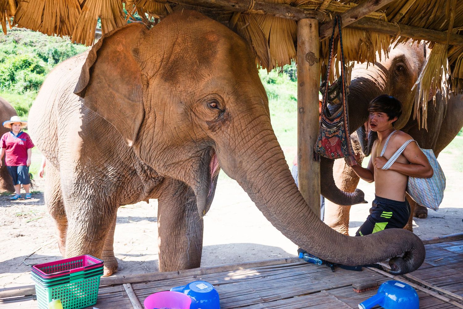 Young elephant at a sanctuary performs art by painting with its trunk while visitors watch under a thatched roof shelter.