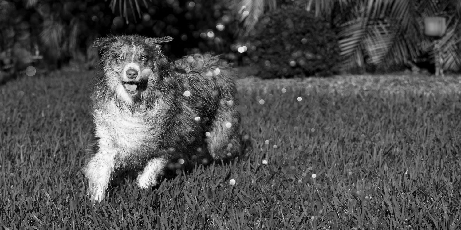 A fluffy Australian Shepherd dog runs and plays joyfully in a grassy outdoor area.
