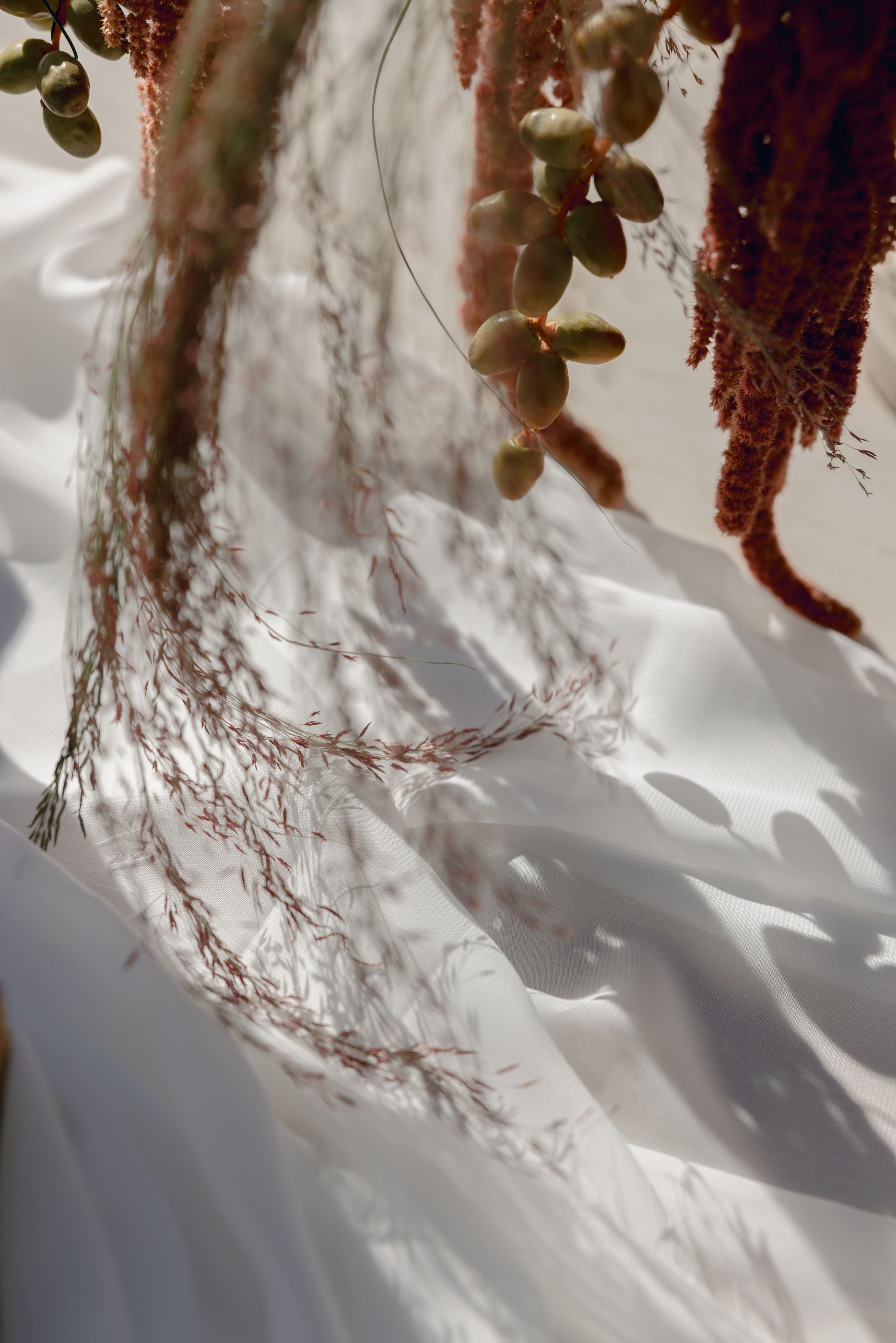 Delicate shadows cast by hanging plants and berries against a white textured background in soft natural light.