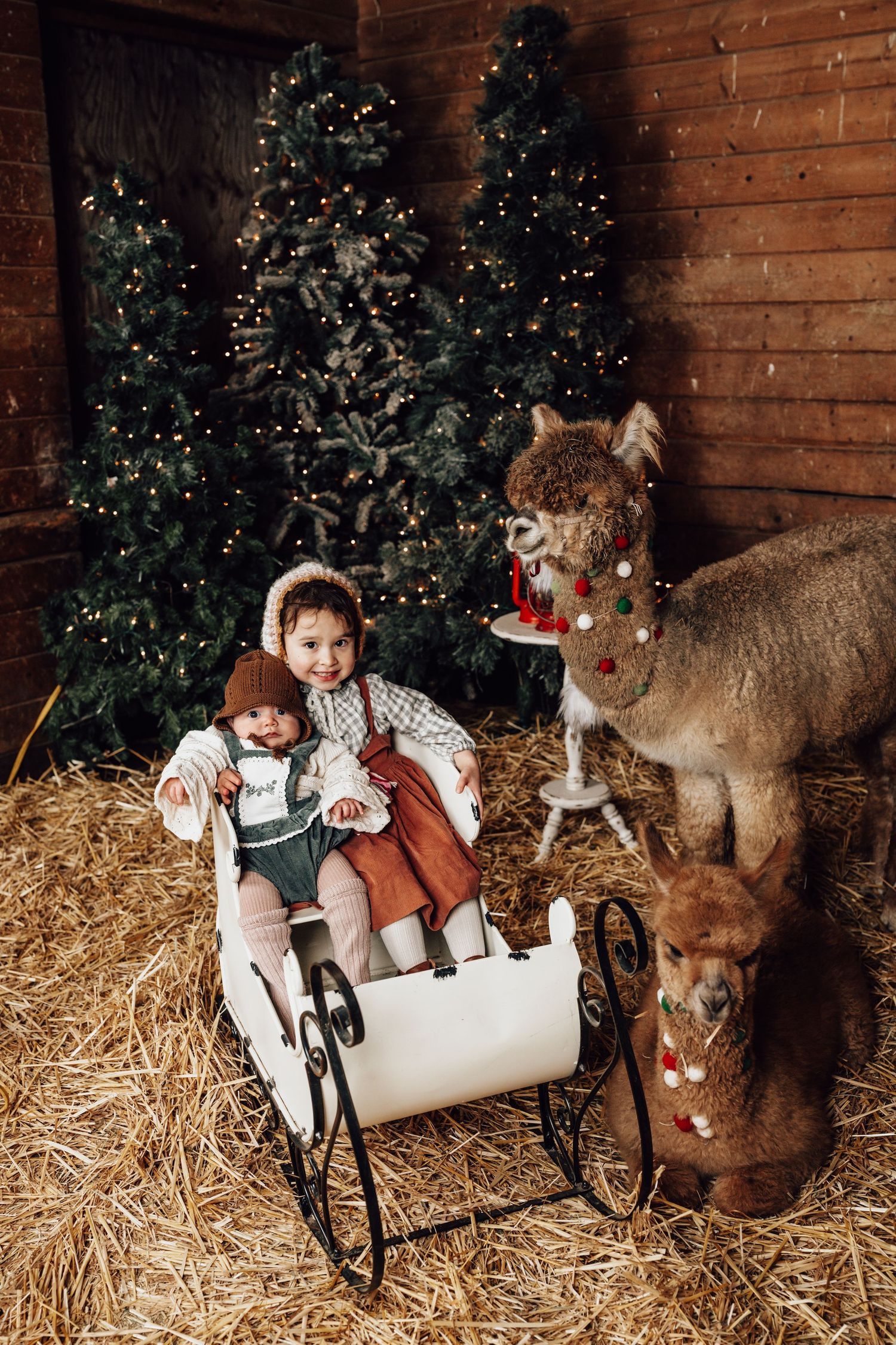 Child sitting in a white sleigh with alpacas and Christmas trees decorated with lights in a festive barn setting.