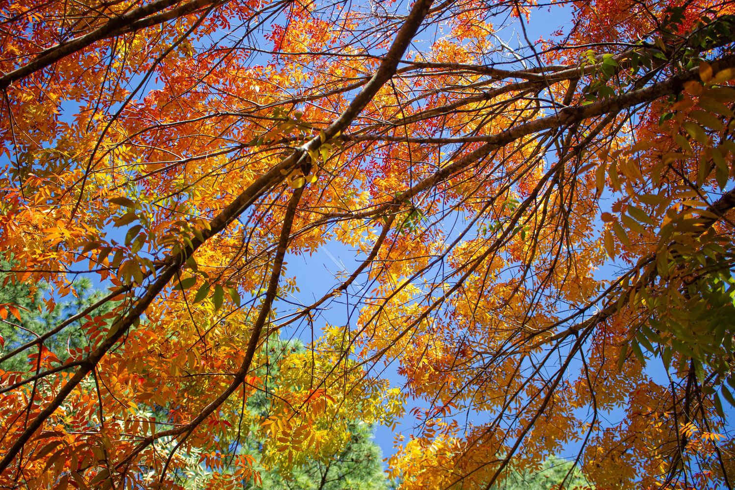 Vibrant autumn trees with orange, red, and yellow leaves against a clear blue sky viewed from below.