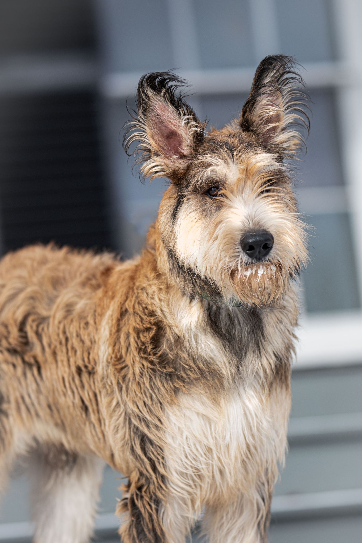 Wet scruffy terrier mix dog with windswept ears standing outdoors, looking alert with damp fur.