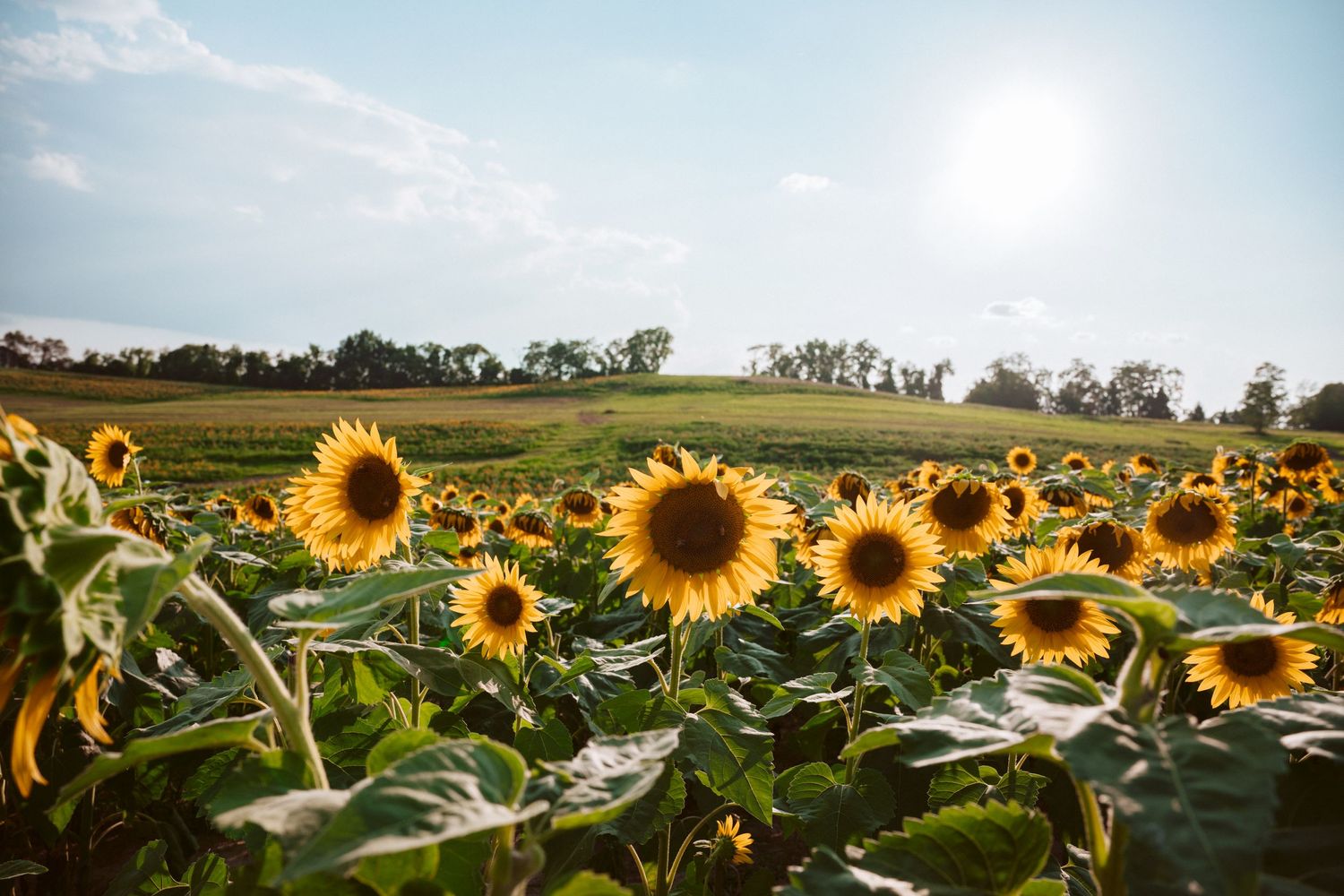 Schirian farm Pittsburgh sunflower festival field