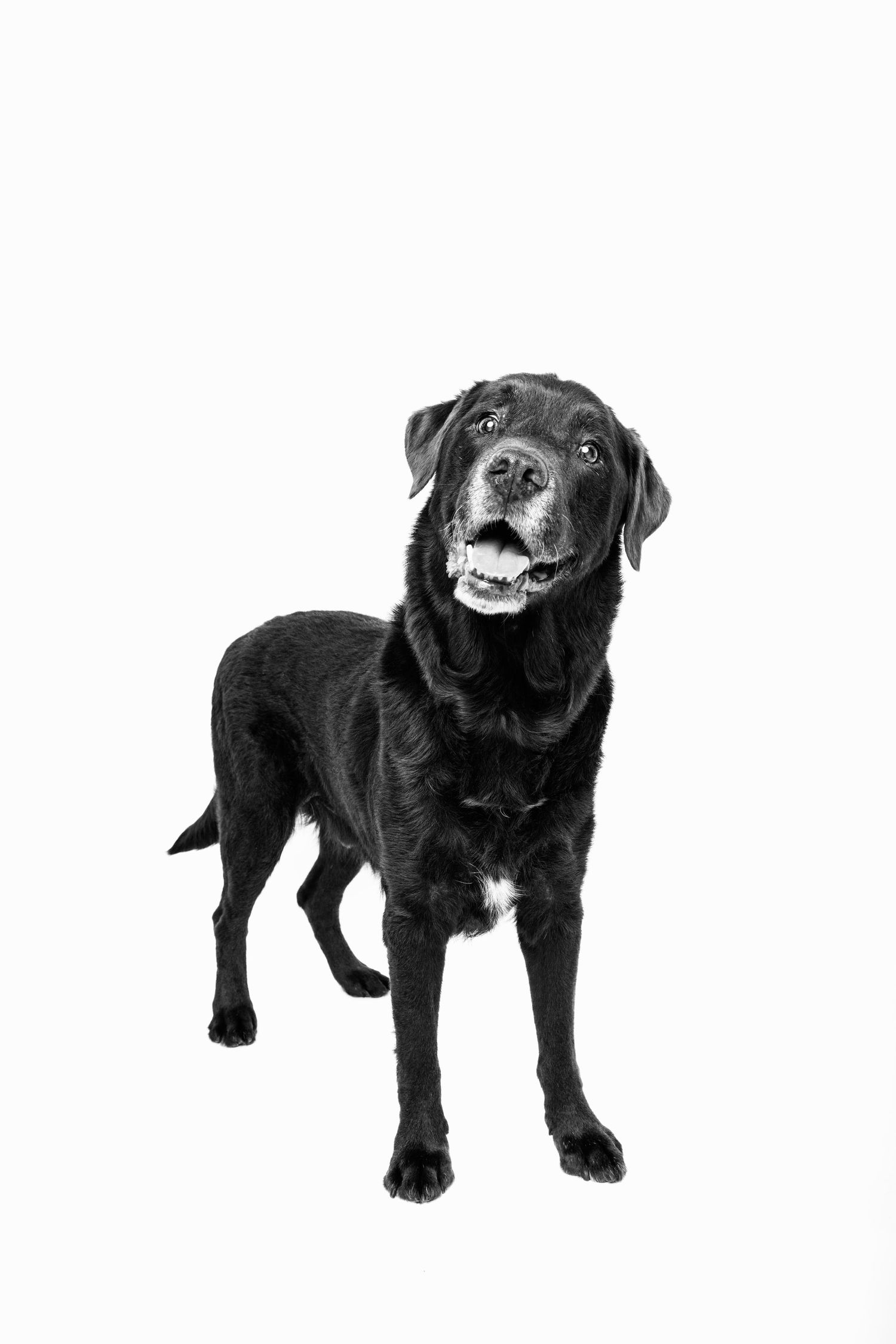 Black Labrador Retriever standing and looking up in a black and white studio portrait photo.