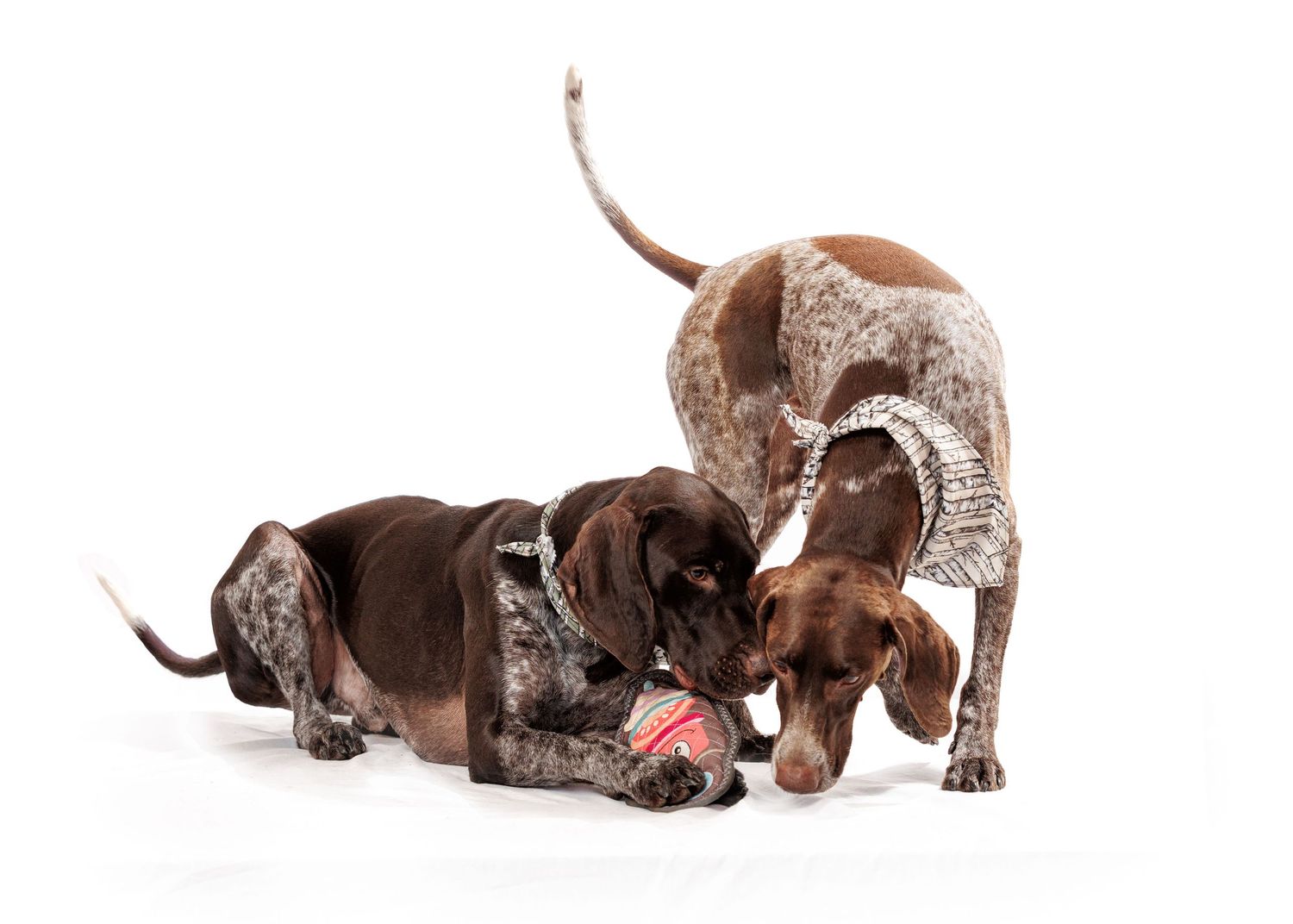 Three German shorthaired pointer dogs playing with a pink toy together.