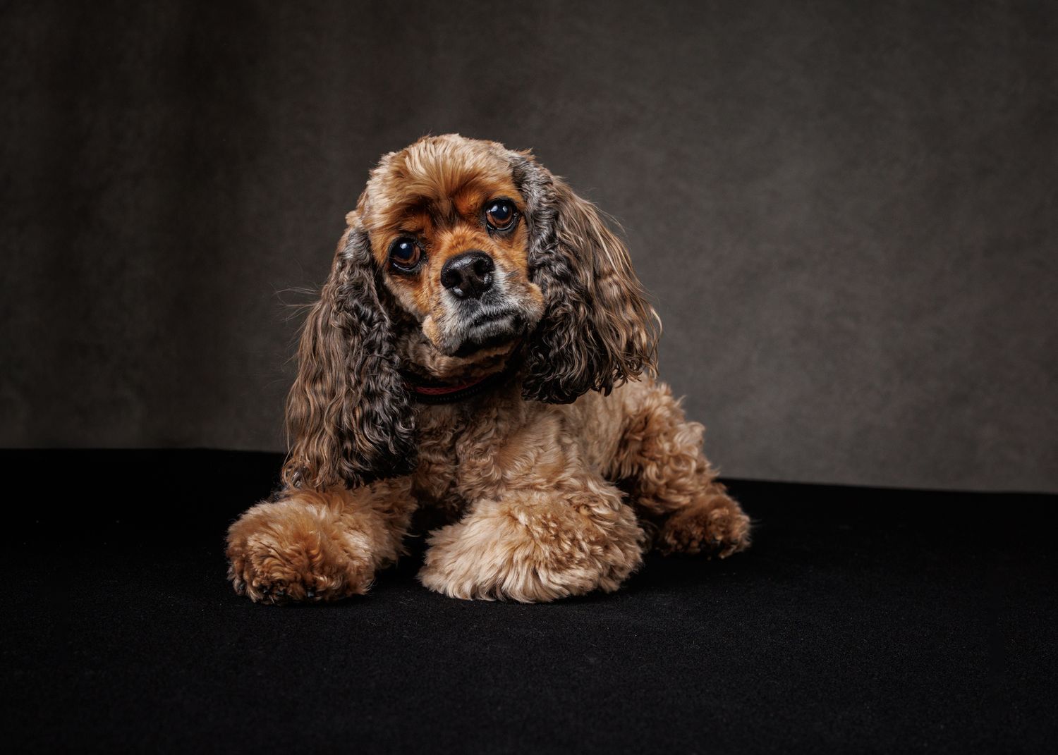 A chocolate brown dog with white speckled markings shows different playful expressions in a series of portrait photos.