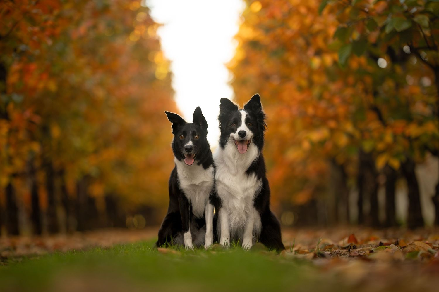 Two Border Collies sitting together in an autumn park with colorful orange and yellow foliage in the background.