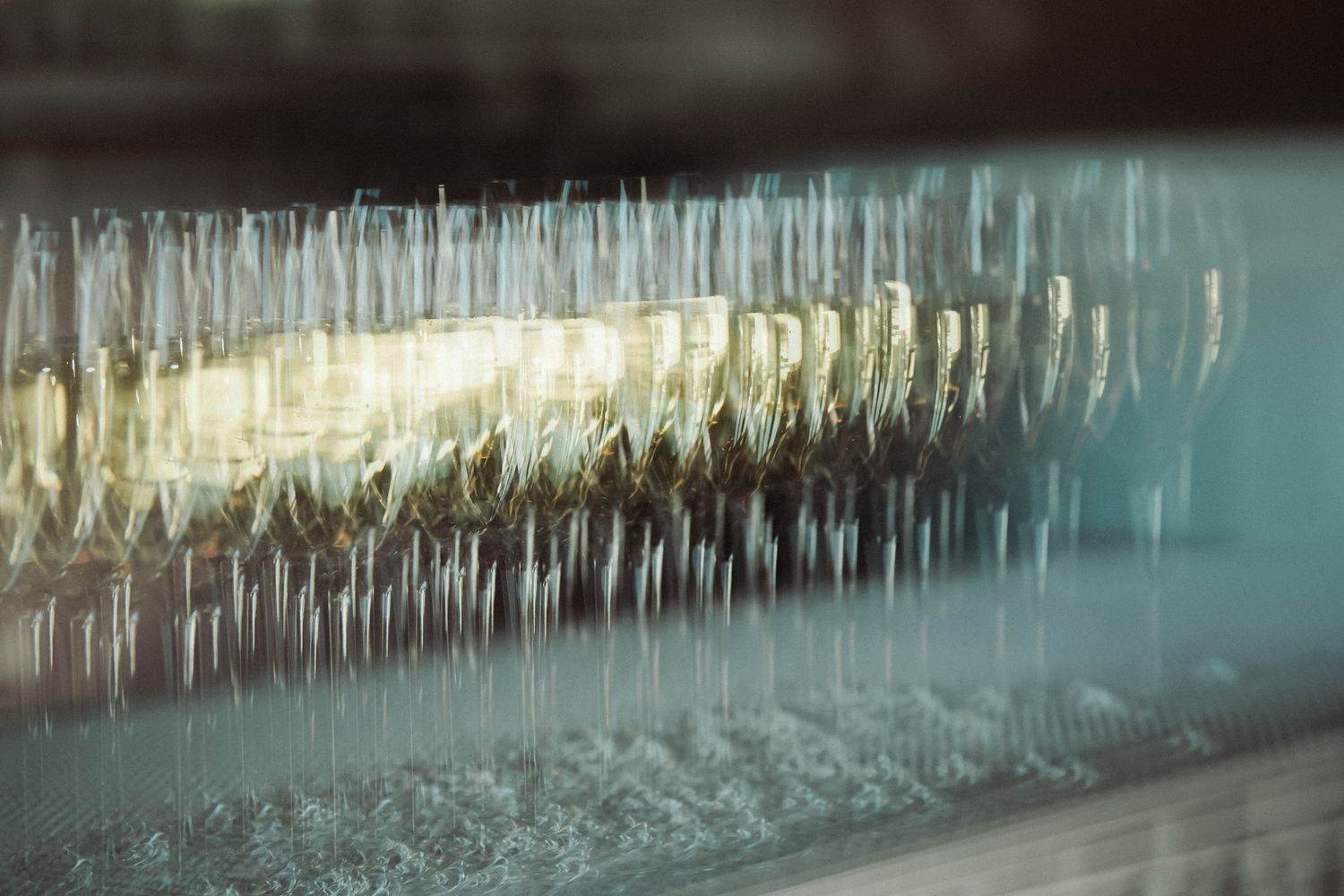 Rows of champagne flutes lined up in a commercial glass washer, glistening with water droplets in soft light.
