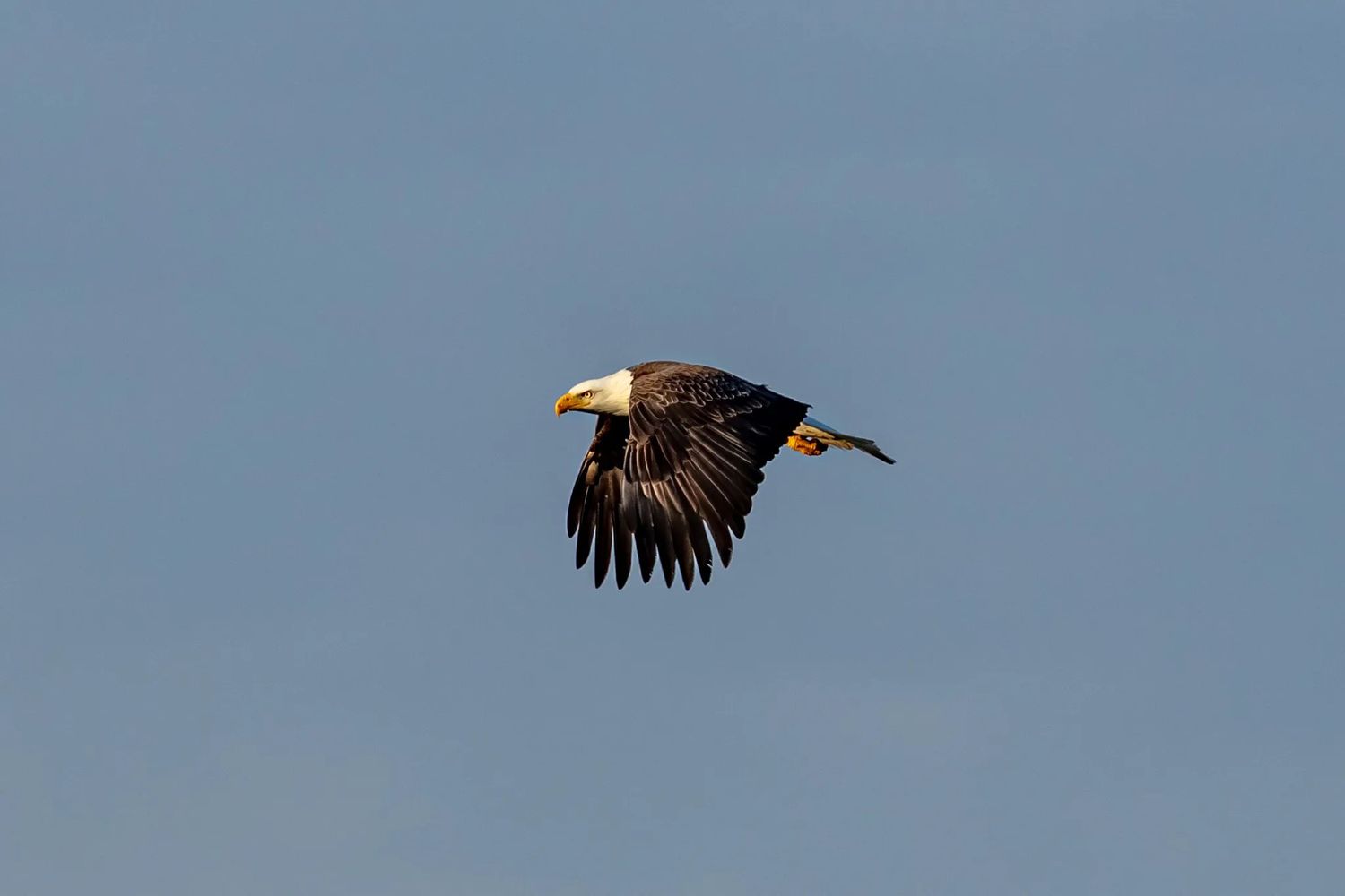 bald eagle in flight