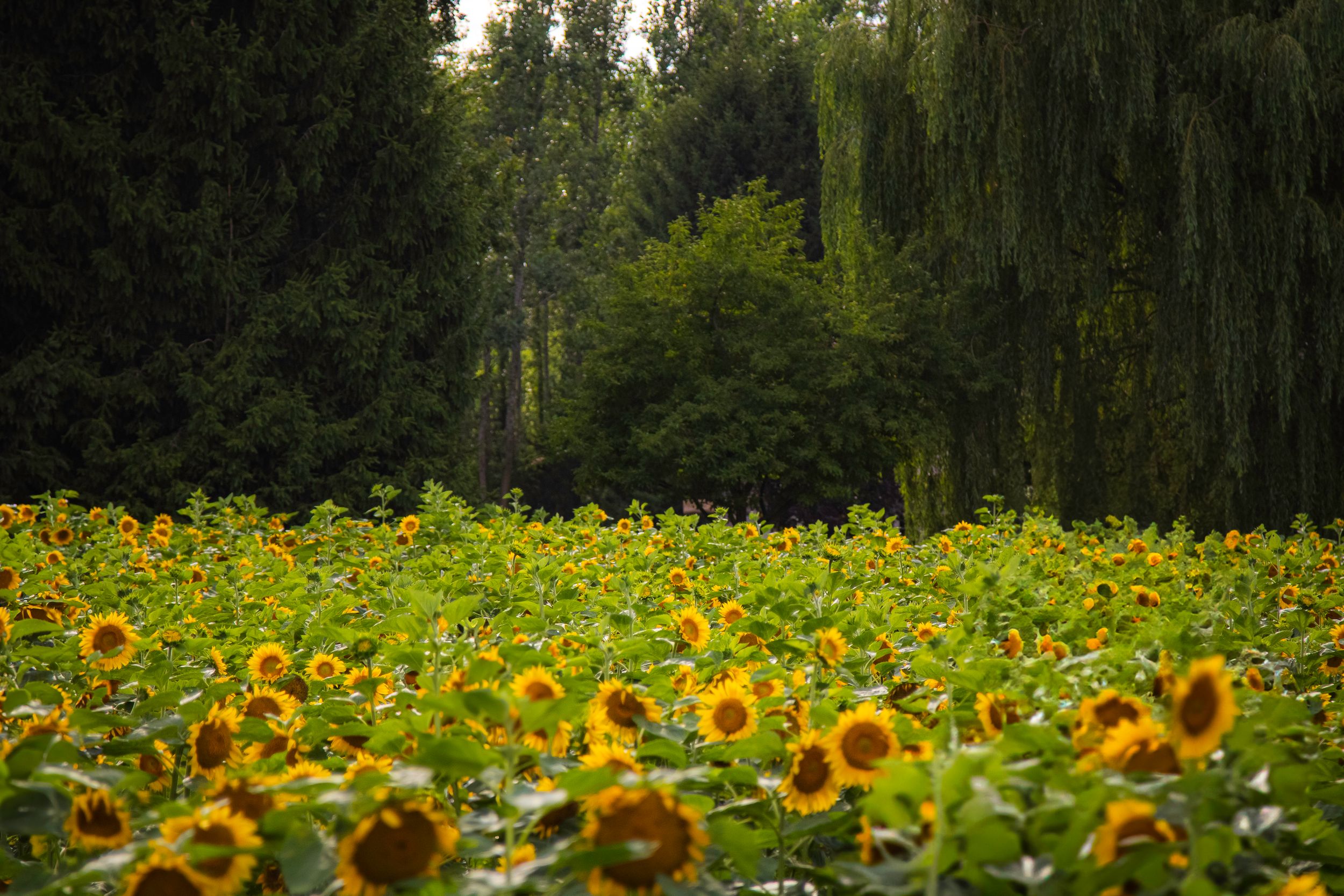 Beautiful field of blooming sunflowers against a backdrop of lush green trees and weeping willows.