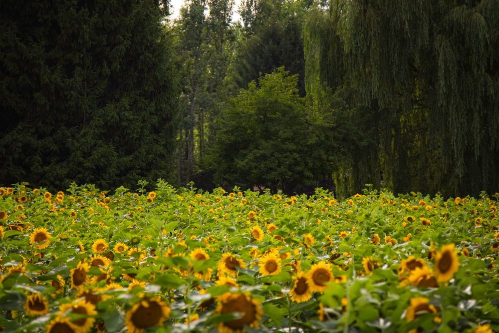 Beautiful field of blooming sunflowers against a backdrop of lush green trees and weeping willows.