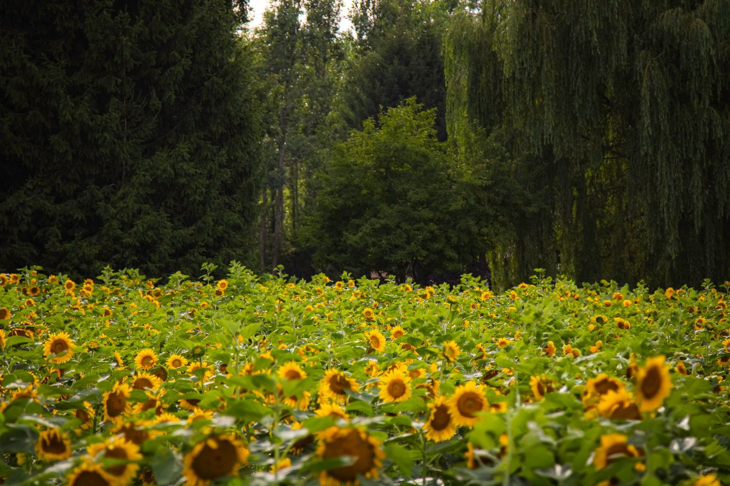 Beautiful field of blooming sunflowers against a backdrop of lush green trees and weeping willows.