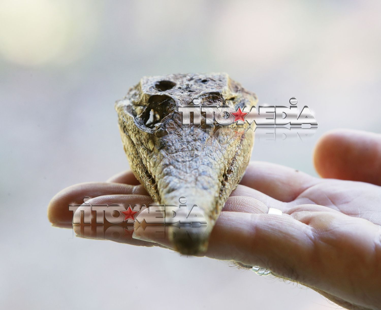 Real crocodile found on the Sunshine Coast. Images by Sunshine Coast photographer Tito Media