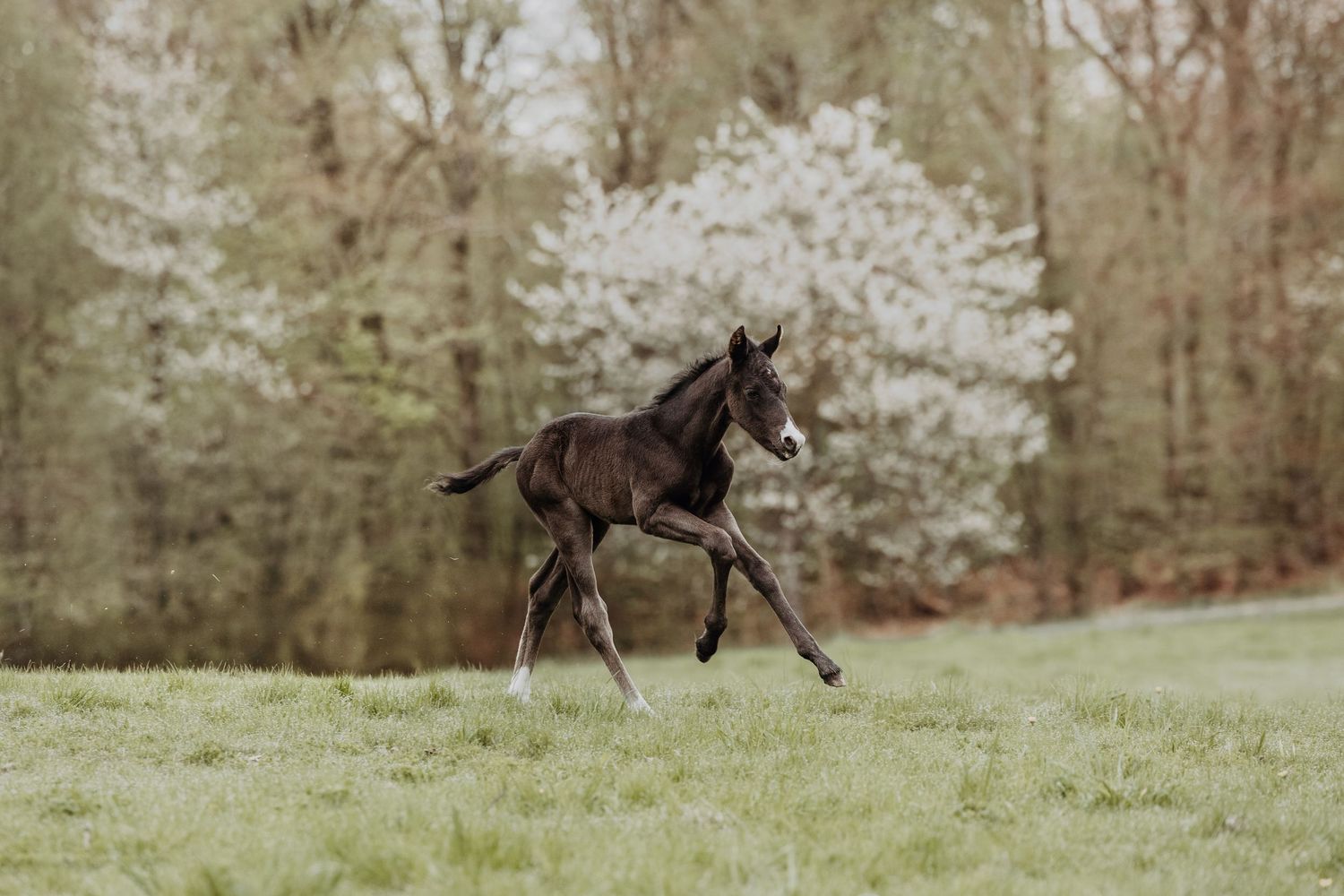Dark foal galloping across green spring meadow with blooming white dogwood trees in background.