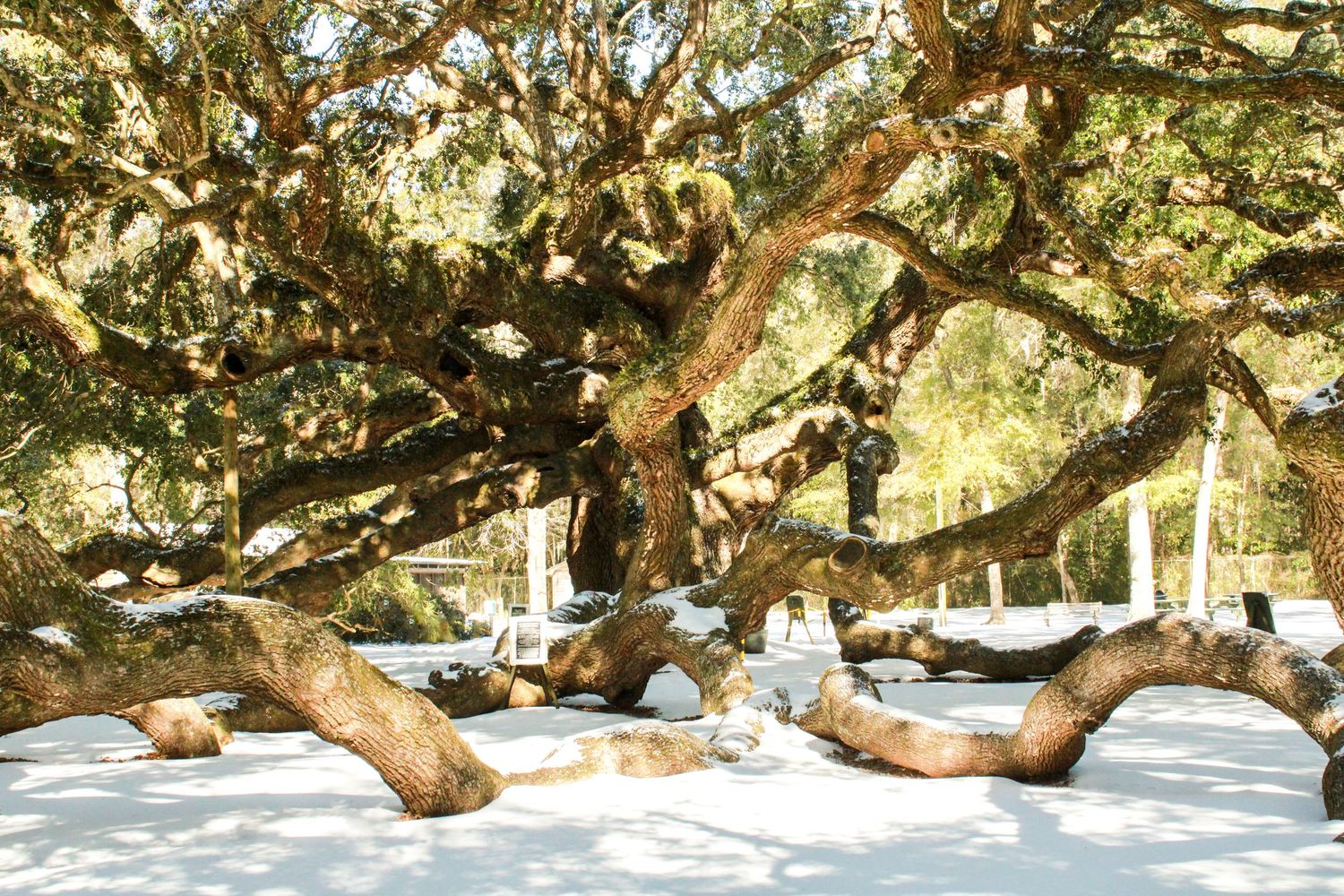 Johns Island Angel Oak Tree Charleston South Carolina Folly Beach Low Country Mount Pleasant Charleston Photography