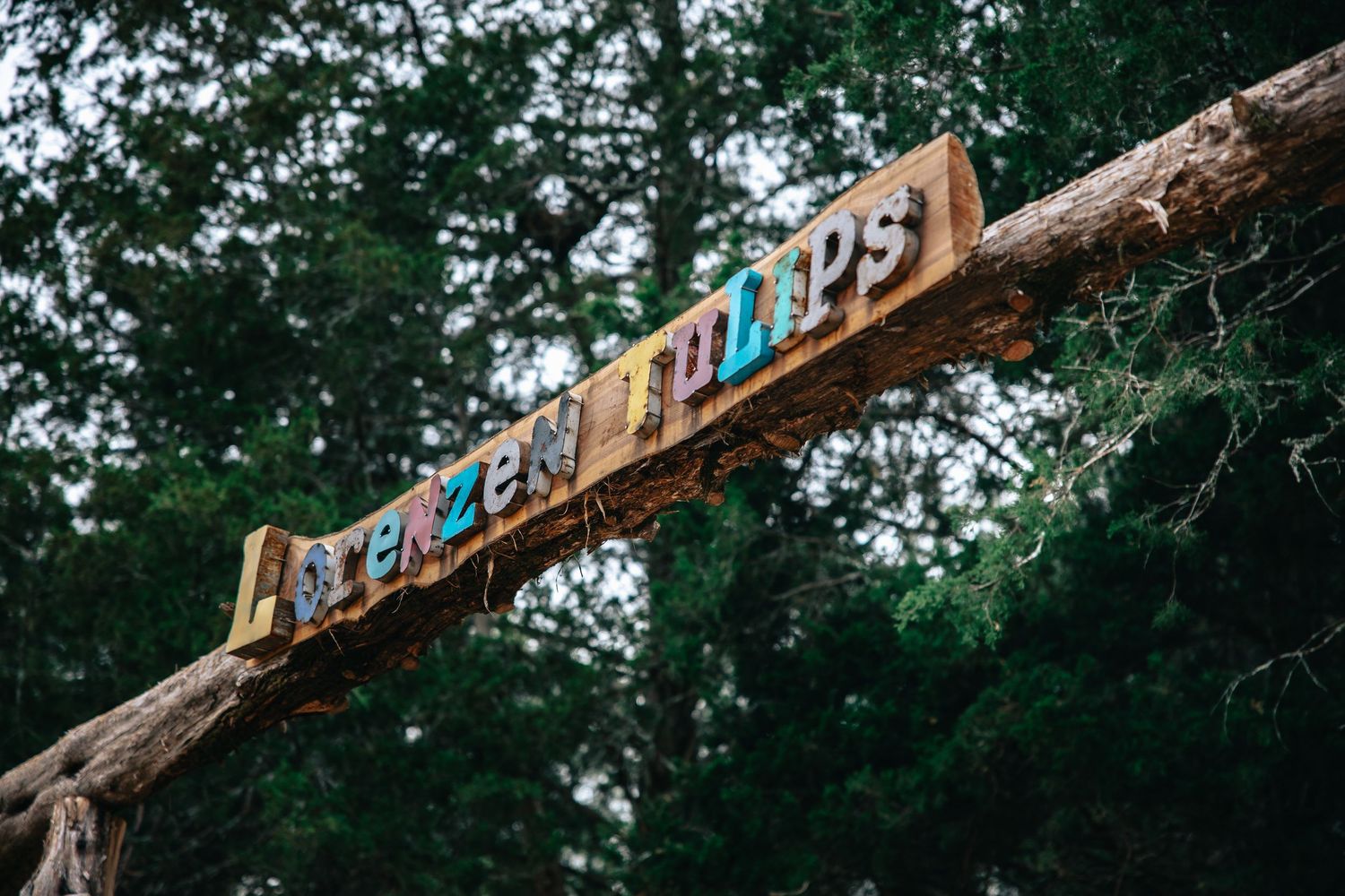Rustic wooden sign with colorful letters spelling 'Adventures' mounted on a log beam against green forest background. Lorenzen Tulips Farm