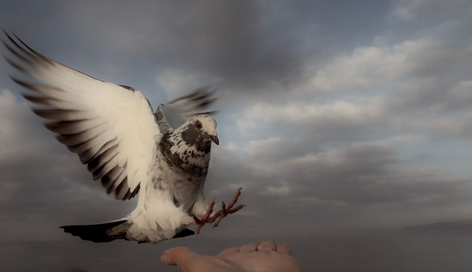 A snow goose spreads its wings against a dramatic cloudy sky during flight.