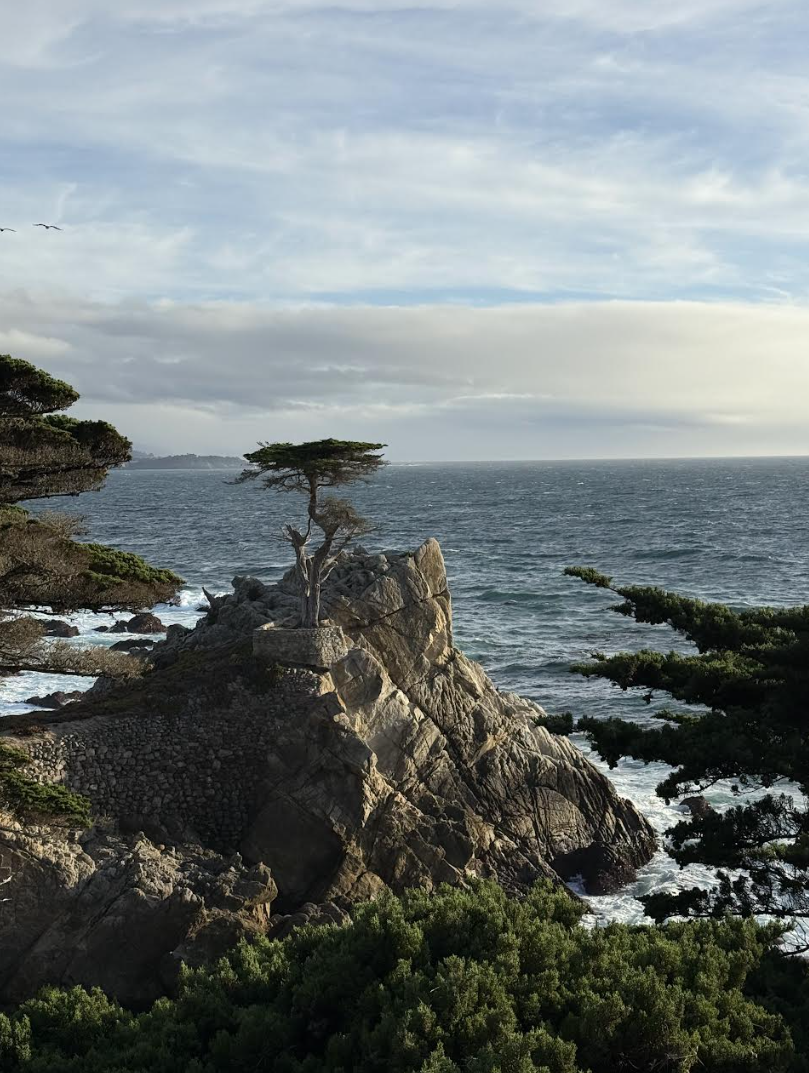 The iconic Lone Cypress tree stands on a rocky cliff overlooking the dramatic Pacific coastline at 17-Mile Drive in California.