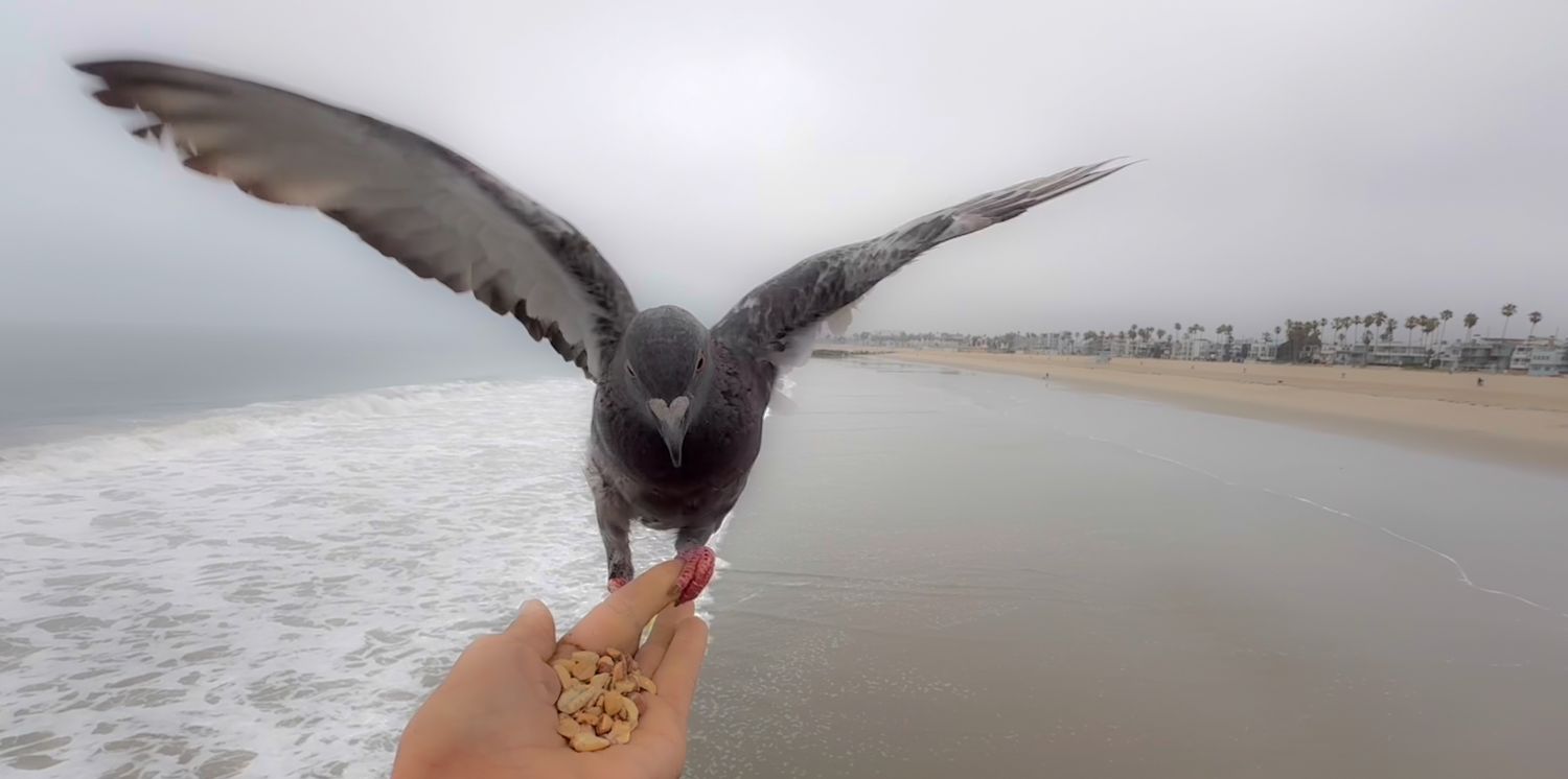 A pigeon spreading its wings while being fed on a beach.