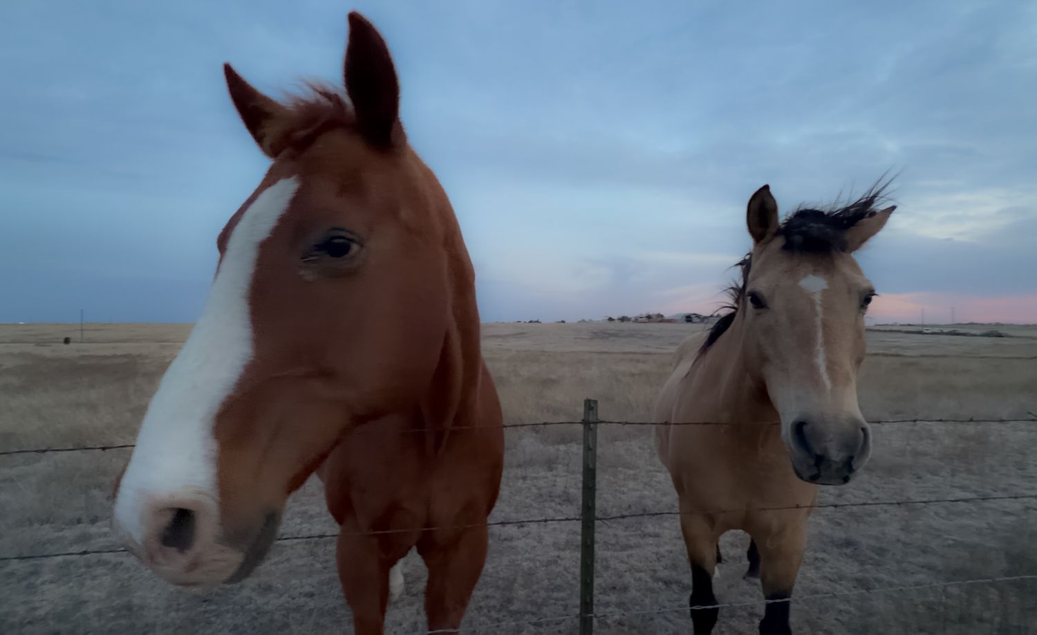 Two horses, a chestnut and a dun, stand at a fence during a colorful prairie sunset.