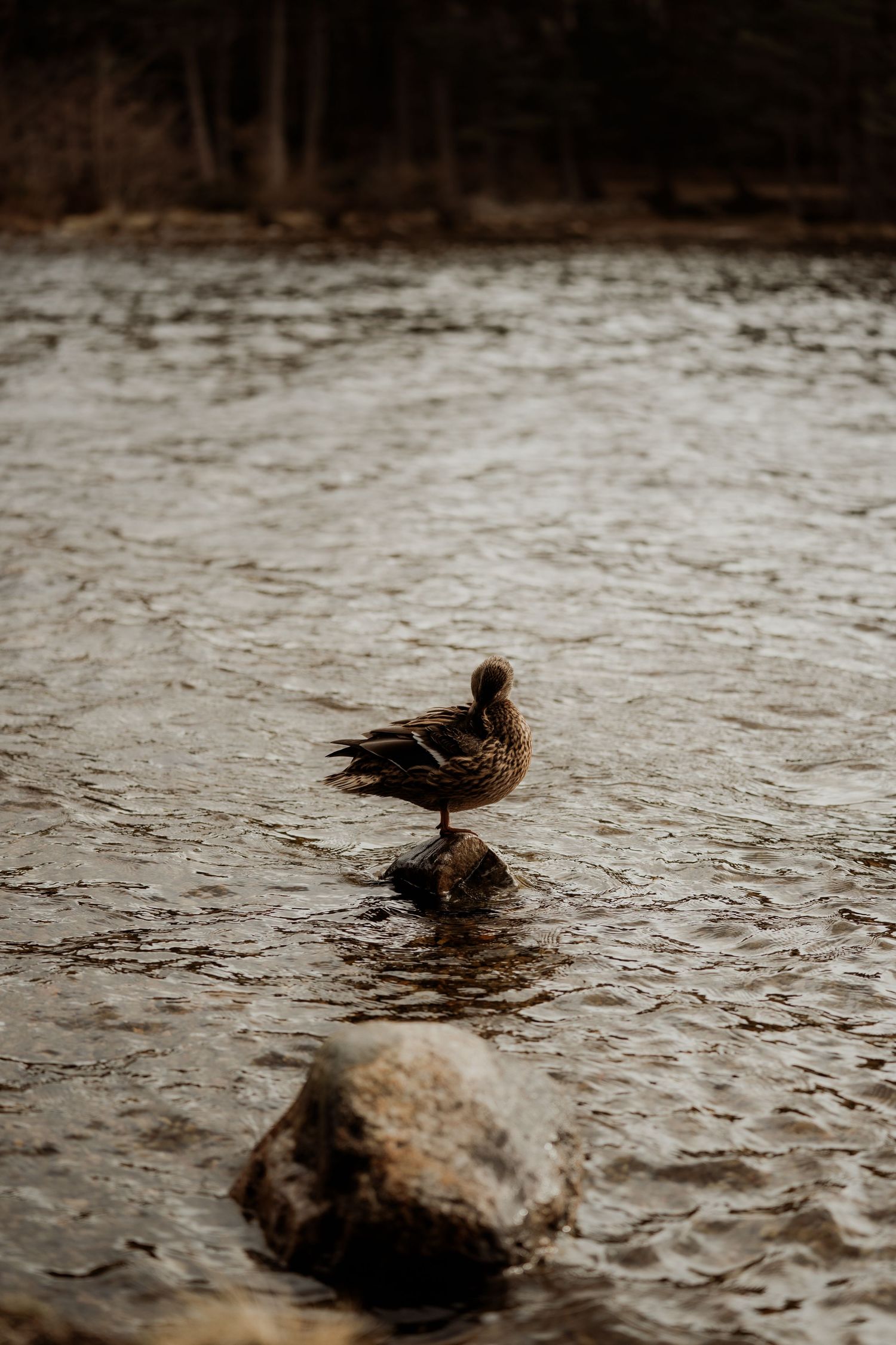 A mallard duck perched on a rock in a shallow river with trees in the background.