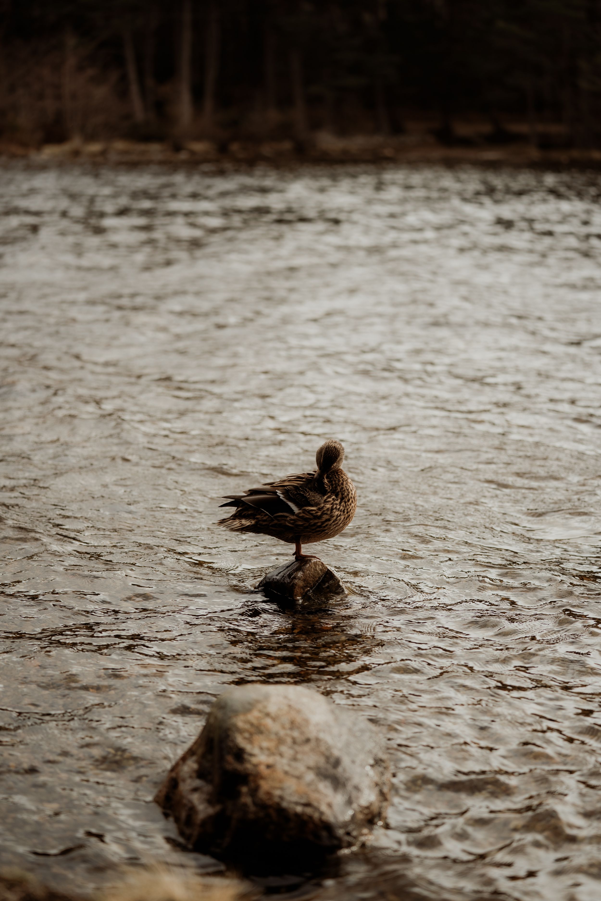 A mallard duck perched on a rock in a shallow river with trees in the background.