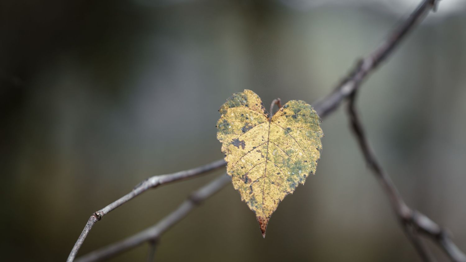 heart shaped leaf