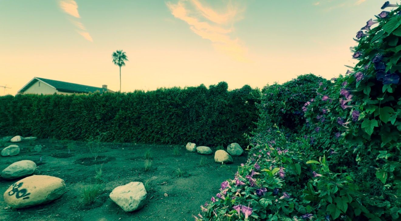 Lush garden with large rocks, colorful flowers, tall green hedges, a palm tree, and a house under a warm sunset sky.