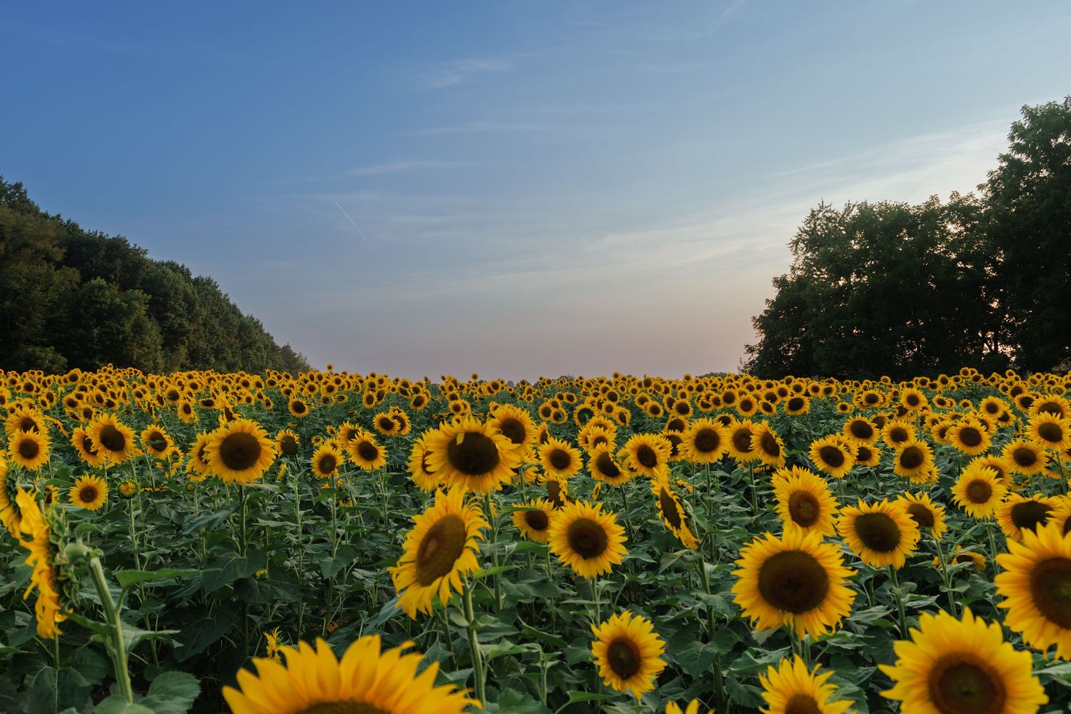 A Summer Sunflower Field in Pennsylvania