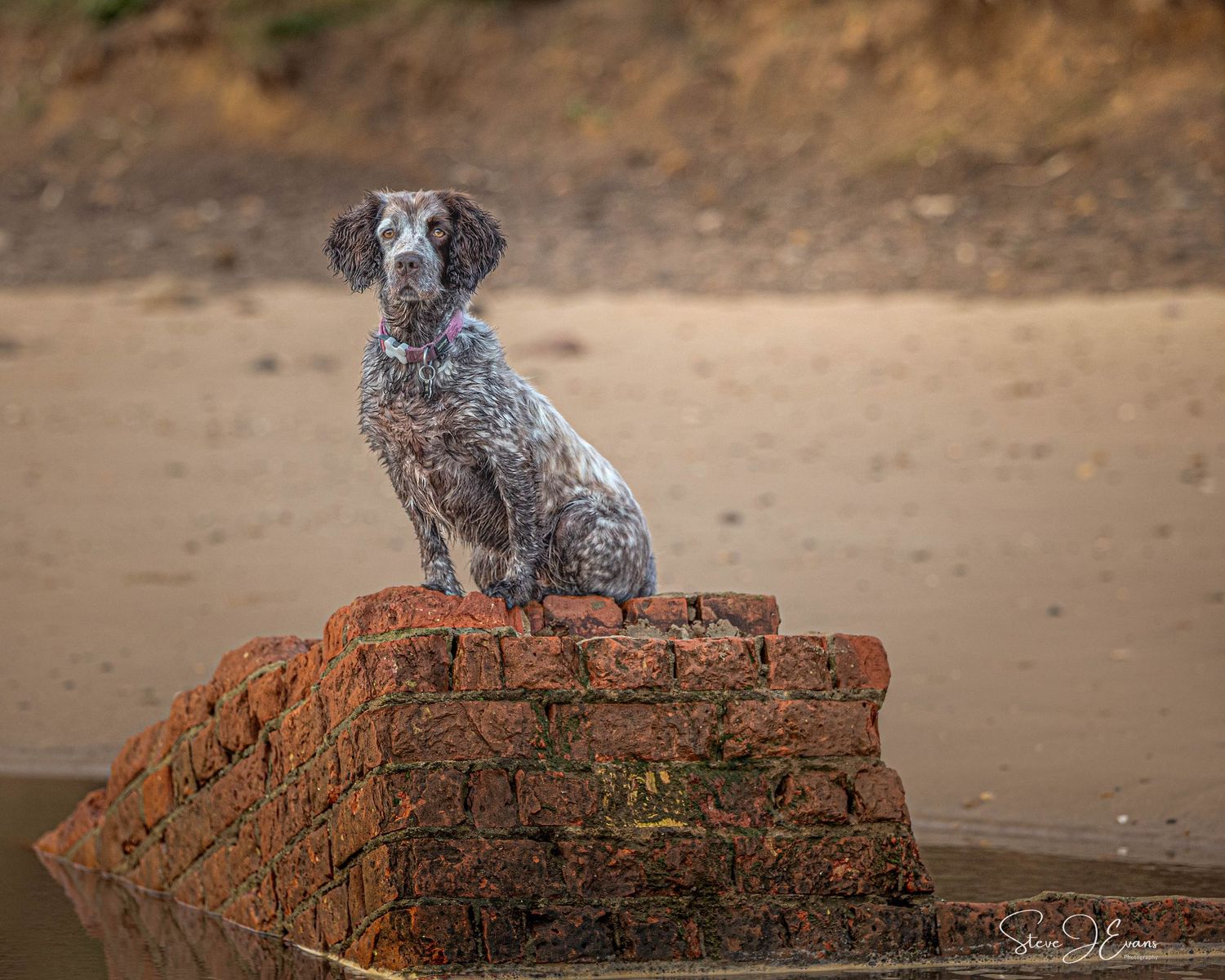 Yorkshire coast dog photography