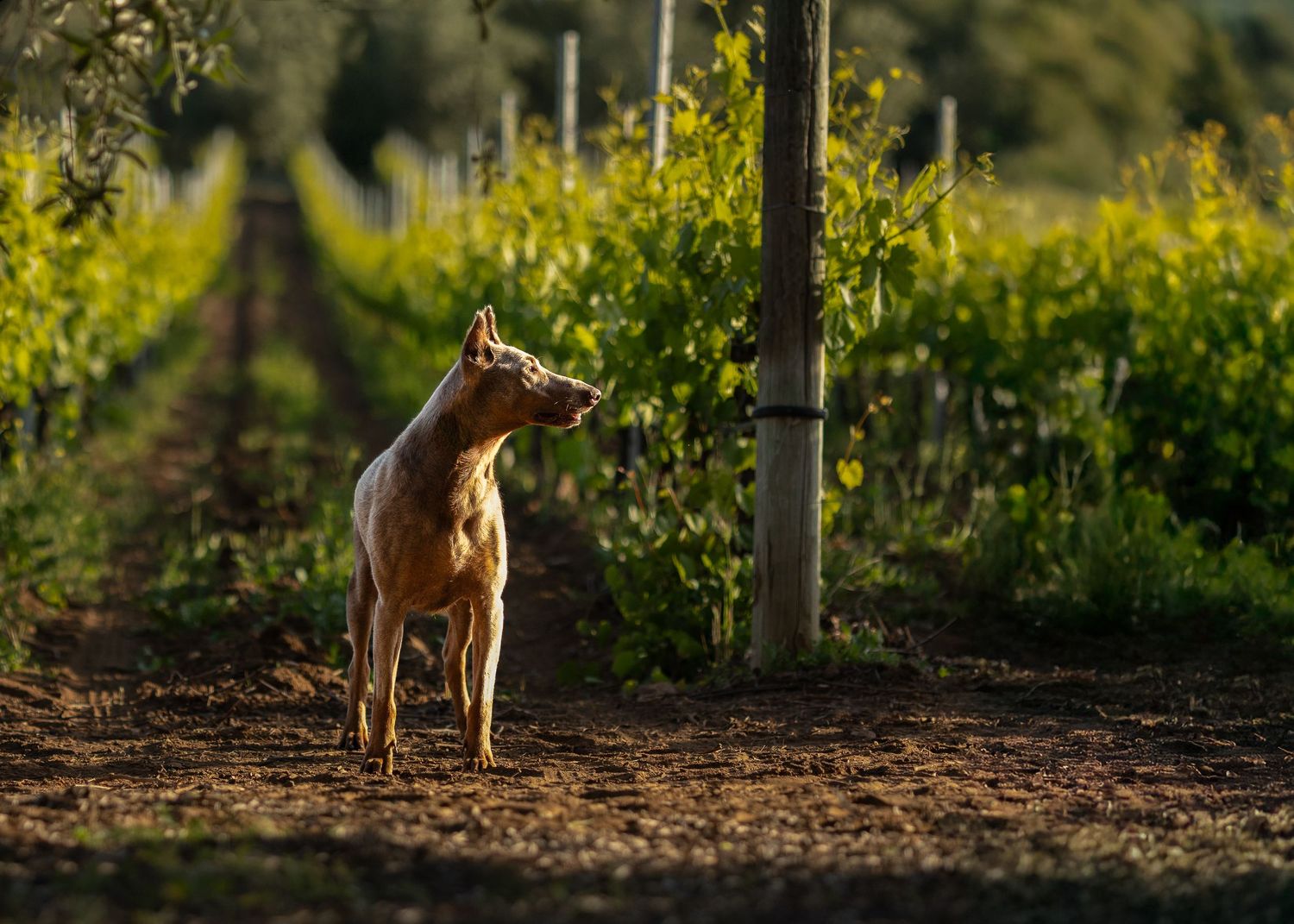 A brown dog stands in a sunlit vineyard between rows of grapevines during golden hour.