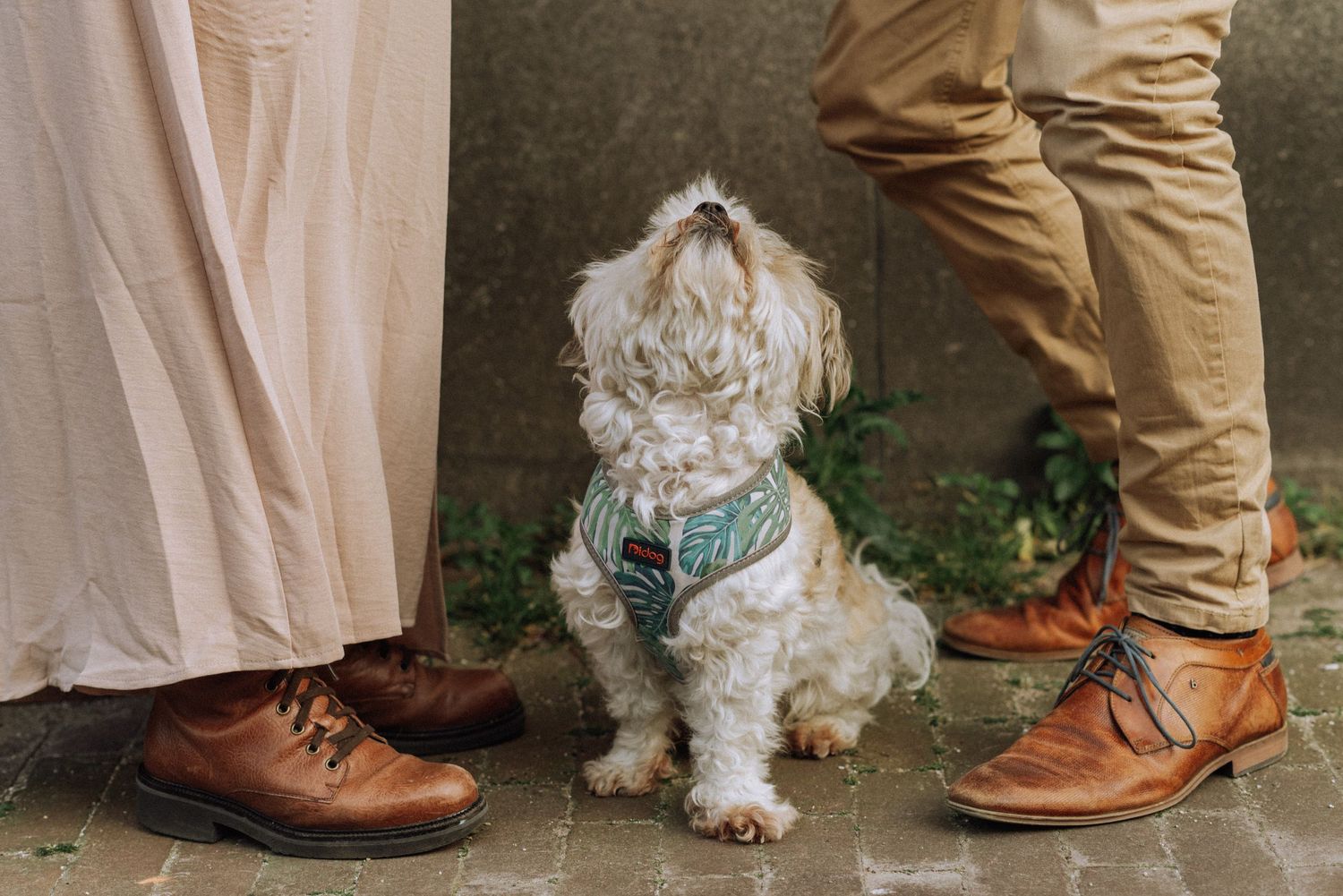 Close-up photo of a dog sitting at its owners' feet during a photoshoot in Amsterdam.