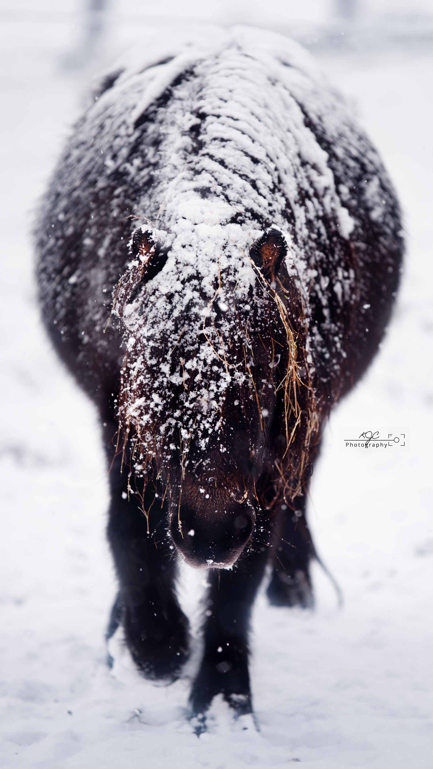 Winters plaatje gemaakt door paardenfotograaf in Gelderland, Nederland. Fotoshoot met paard. Paardenfotografie.