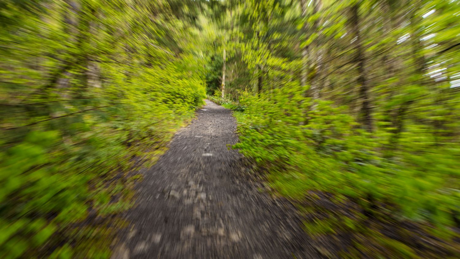 A motion-blurred forest path winding through lush green trees creates a dynamic sense of forward movement.