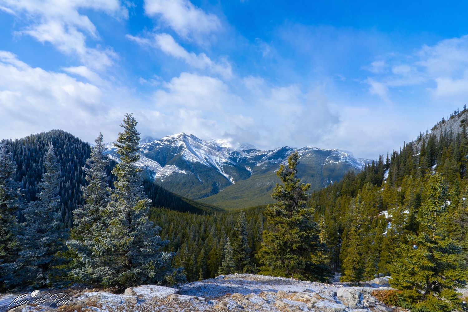 Snow-capped mountain peaks rise above evergreen forests in Banff National Park under bright blue skies on a clear day.