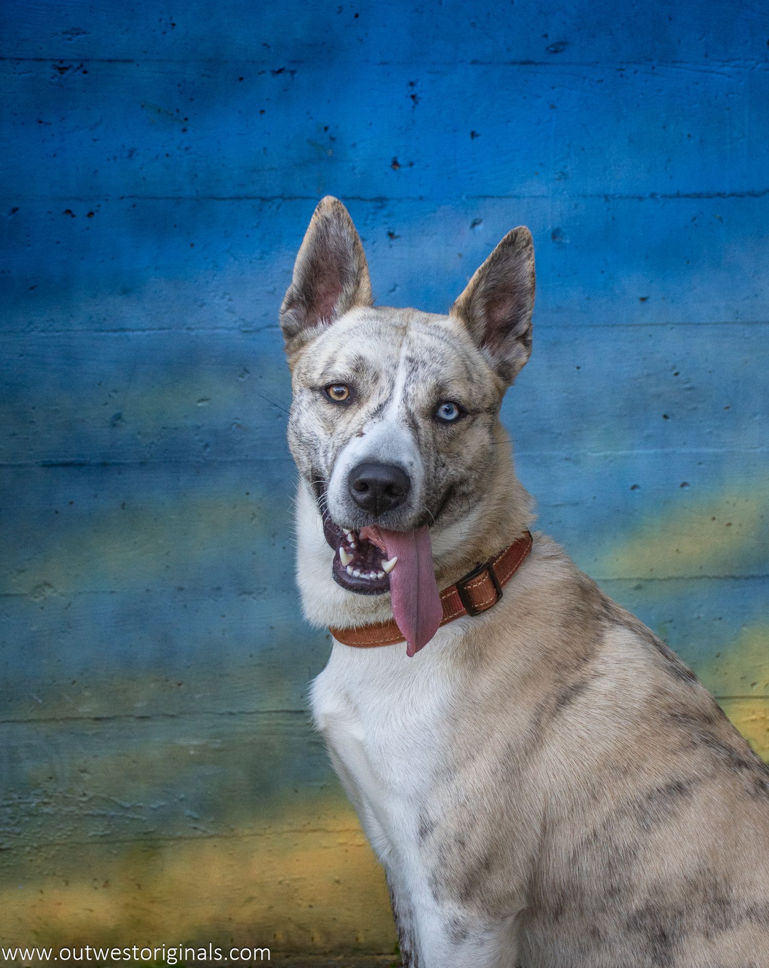 Embark challenge, Colouriffic theme, with Unleashed Education. Ciri, my helper, walked the streets and posed for snacks.