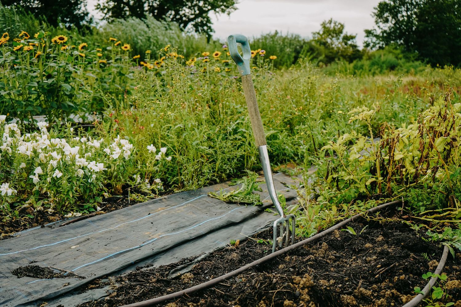 Garden plot with black weed barrier fabric laid across soil and green plants growing along the edges.
